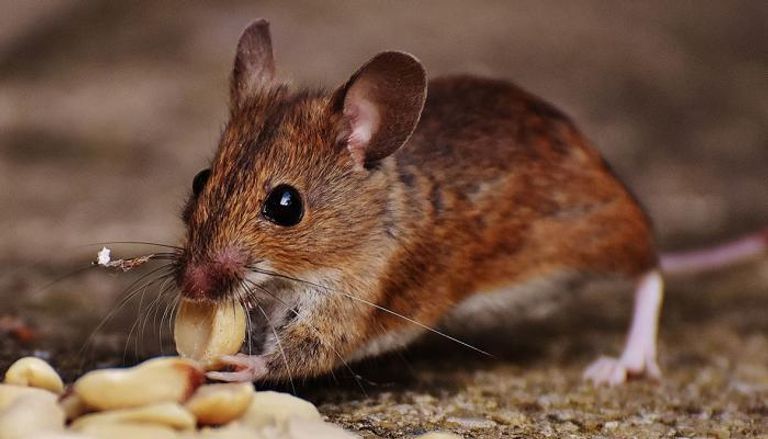 أحد أنواع الفئران المسببة لفيروس هانتا