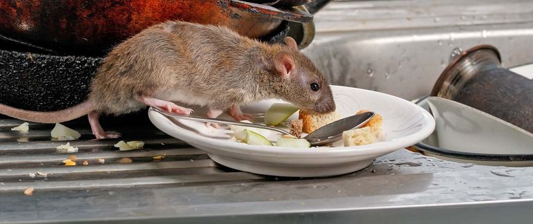 أحد أنواع الفئران المسببة لفيروس هانتا