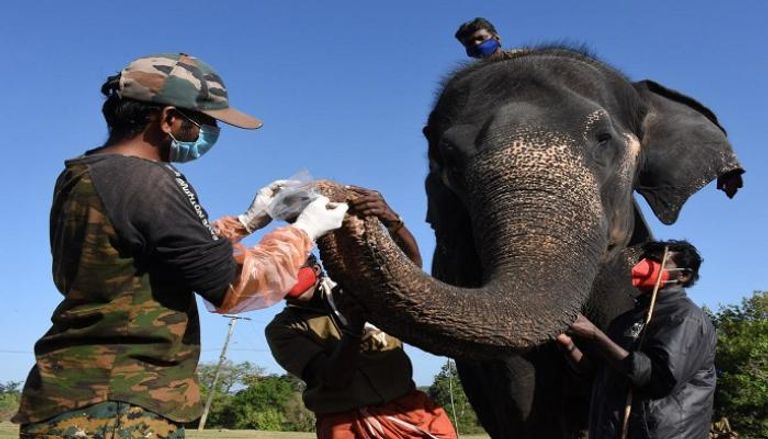 فيل يخضع لفحص كورونا في الهند