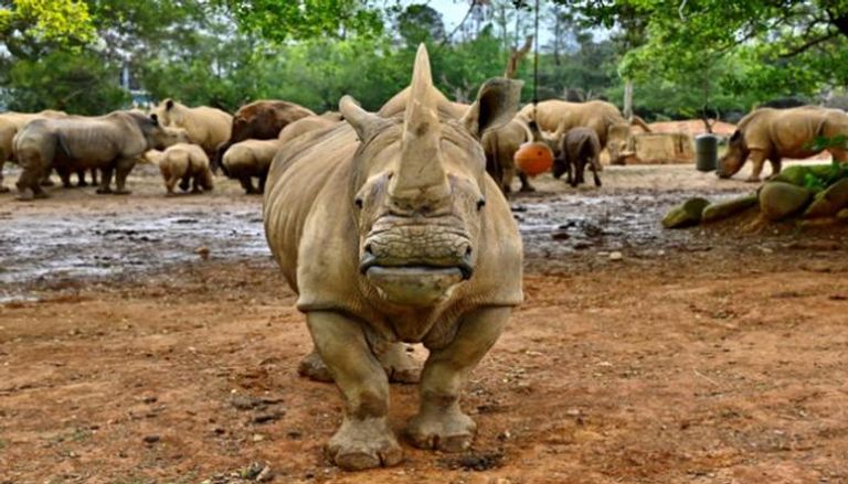 أنثى وحيد القرن "إيما" 