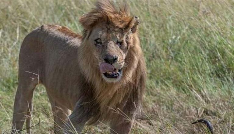 الأسد سكار فيس