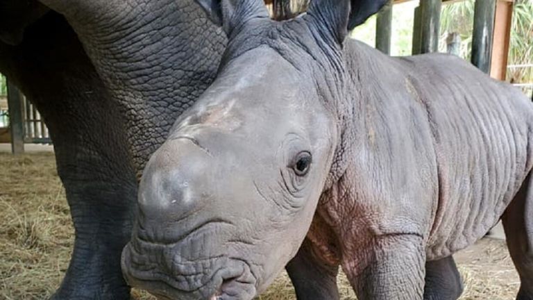 الأنثى الرضيعة لم يُطلق عليها اسم بعد