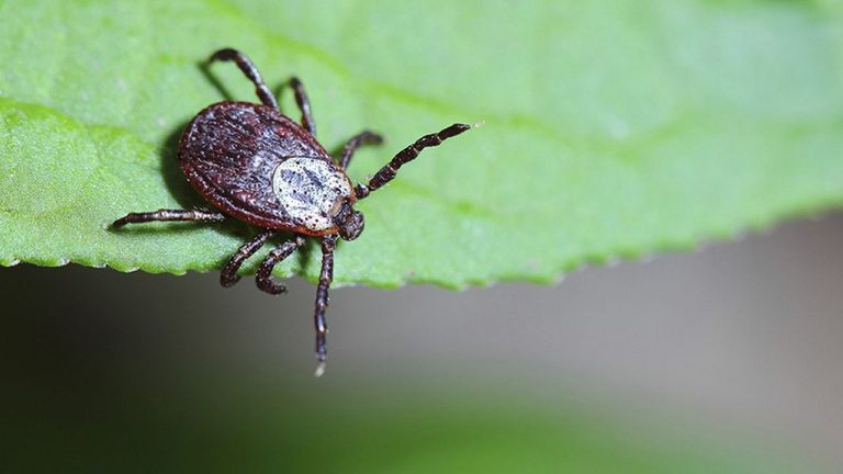 أحد أنواع القراد المسبب لمرض لايم