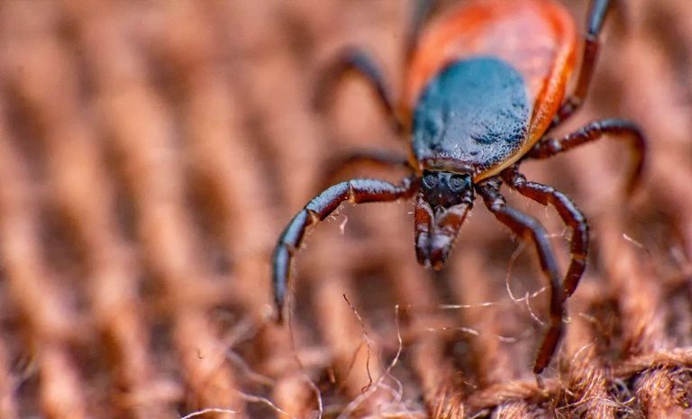 أحد أنواع القراد المسبب لمرض لايم