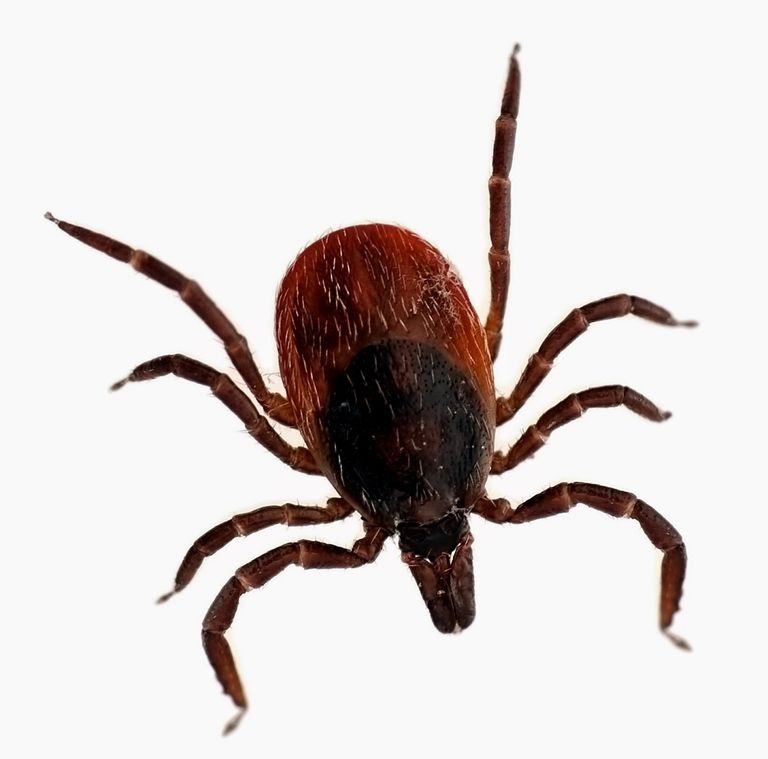 أحد أنواع القراد المسبب لمرض لايم