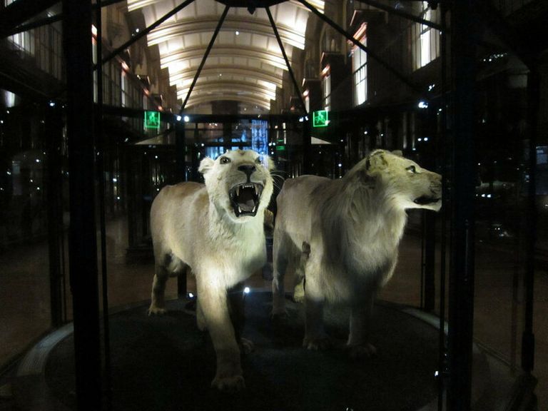 إحياء 11 نوعاً منقرضاً من الحيوانات في باريس