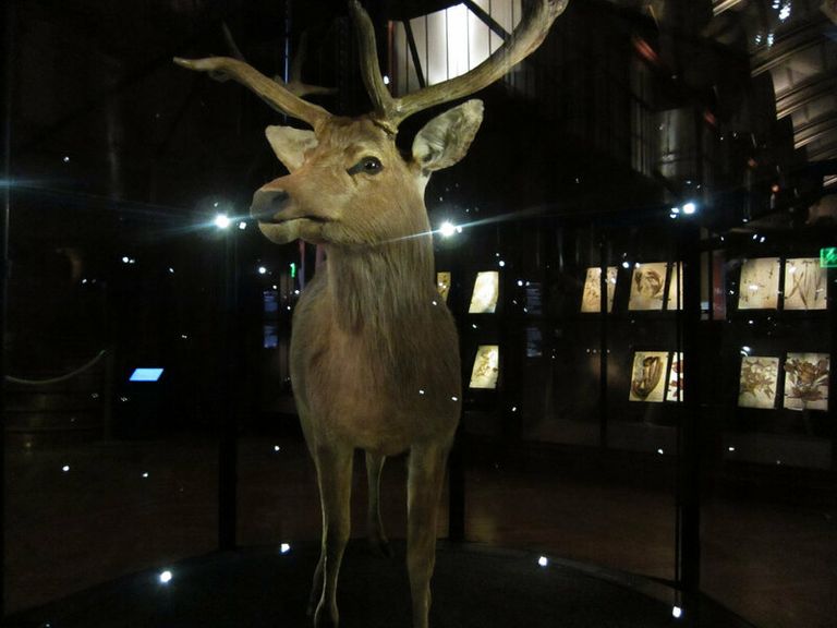 إحياء 11 نوعاً منقرضاً من الحيوانات في باريس