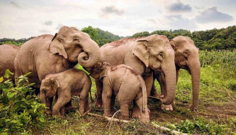 فيلة تبتعد عن محميتها في الصين