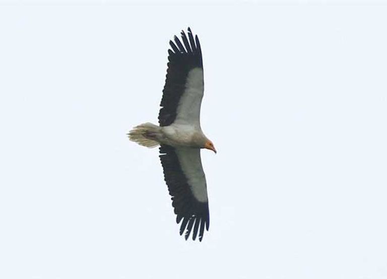 النسر المصري النادر يقف على شجرة صنوبر بجزر سيلي البريطانية