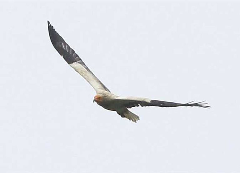 النسر المصري النادر يقف على شجرة صنوبر بجزر سيلي البريطانية