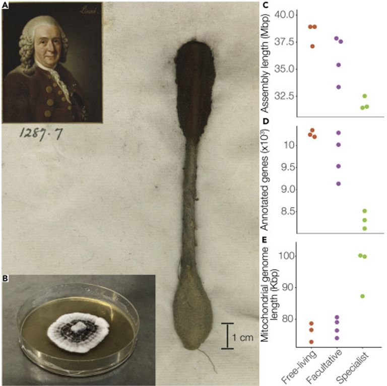 عينة من المجموعة الوطنية لجنوب إفريقيا للفطريات في بريتوريا