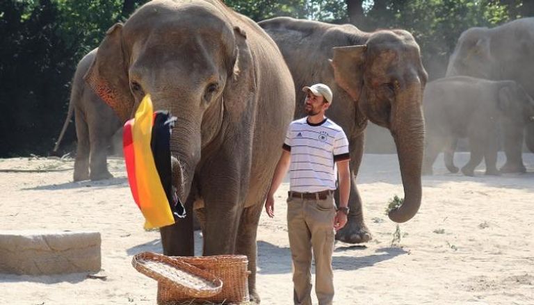 الفيل ياشودا يدعم منتخب ألمانيا ضد البرتغال