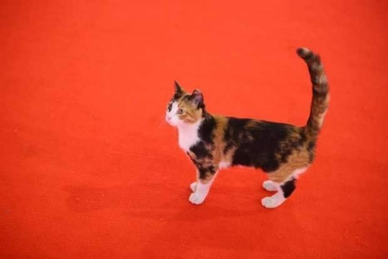 قطة مهرجان القاهرة السينمائي