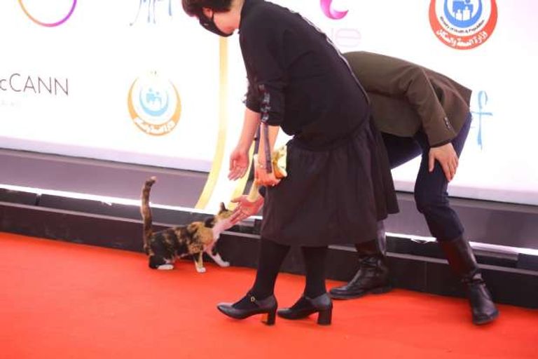 قطة مهرجان القاهرة السينمائي
