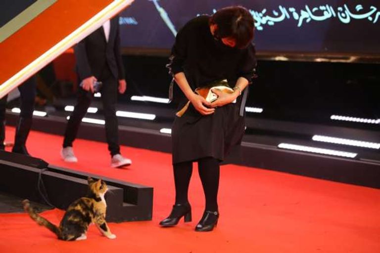 قطة مهرجان القاهرة السينمائي
