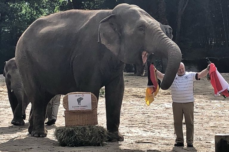 الفيل ياشودا يقلق منتخب ألمانيا الفيل ياشودا يقلق منتخب ألمانيا