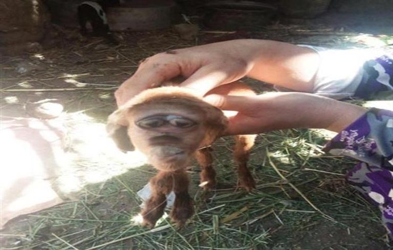 ولادة ماعز بـ