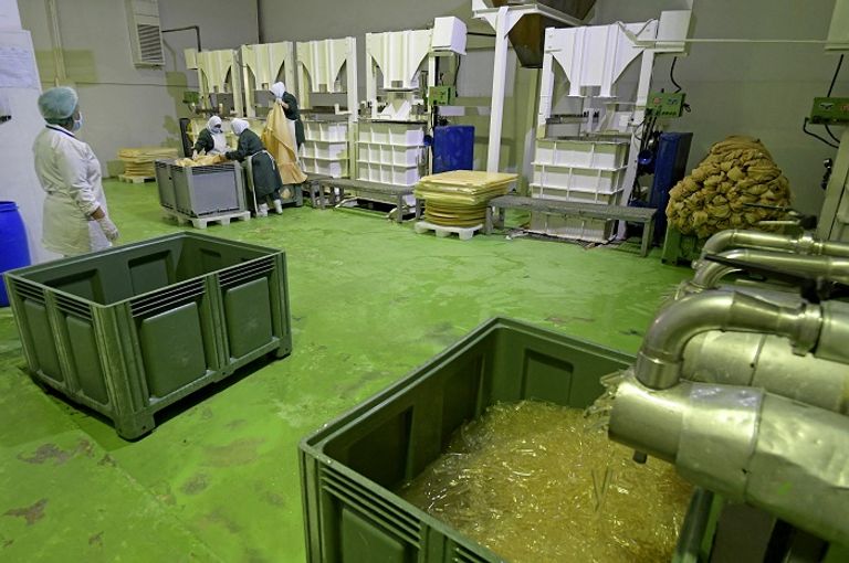 زراعة الطحالب الحمراء في تونس