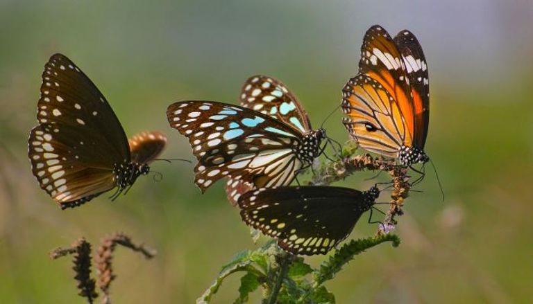 كولومبيا تشكل موطناً لنحو 20 % من أنواع الفراشات في العالم