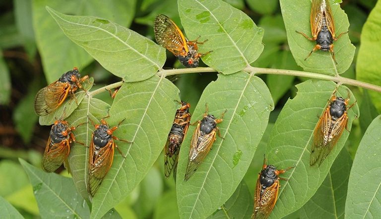 حشرات "الزيز"- أرشيفية