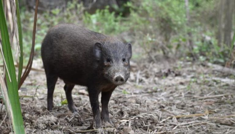  الخنازير القزمية تعيش في الأراضي العشبية الرطبة