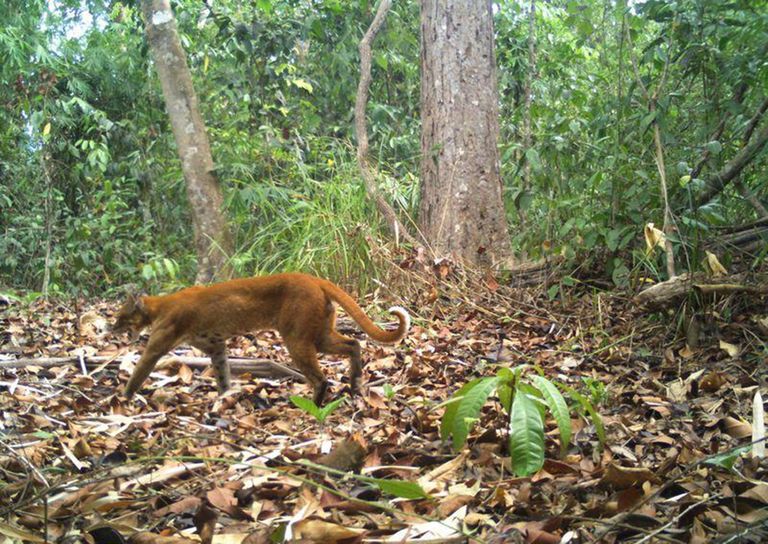 الصورة النادرة للقط الذهبي