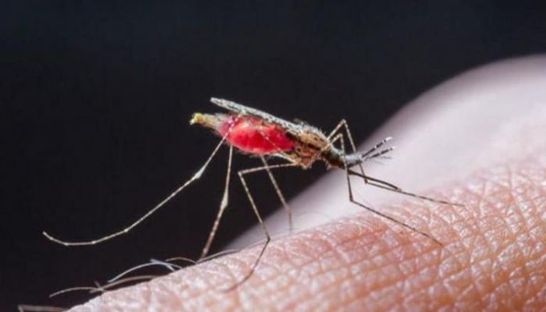 الطفيل المسبب للملاريا ينتقل للإنسان عبر لدغة البعوض