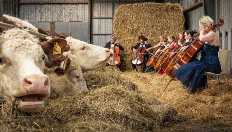 فرقة الموسيقي الدنماركي تعزف للأبقار