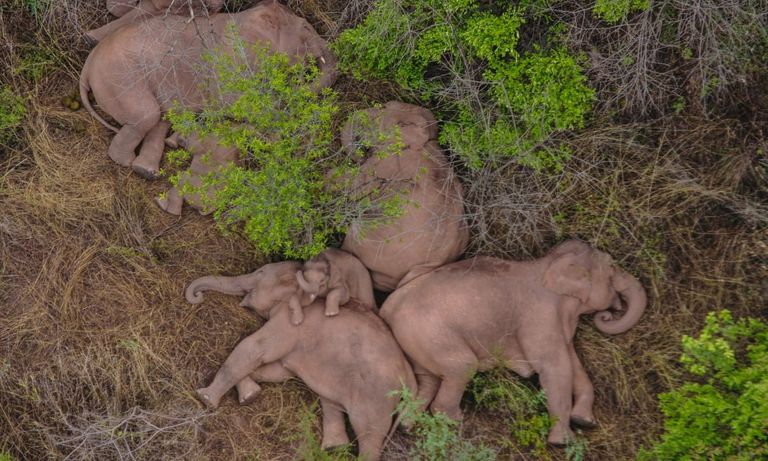 جانب من رحلة الأفيال الشاردة في الصين