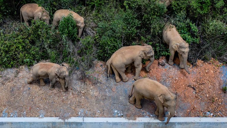 جانب من رحلة الأفيال الشاردة في الصين