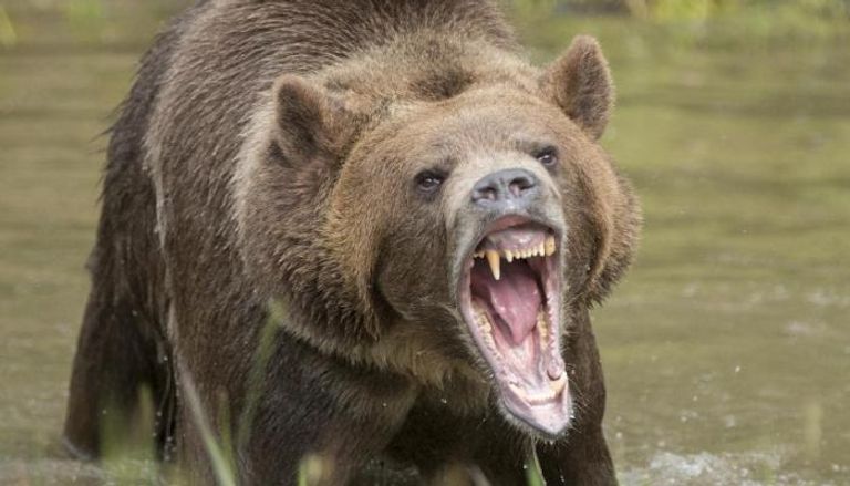السلطات الأمريكية تبحث عن الدب القاتل