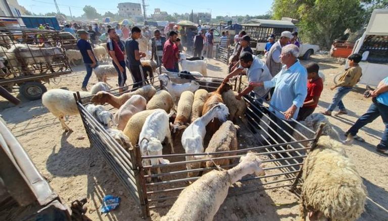 نشاط أسواق المواشي بغزة قبيل عيد الأضحى