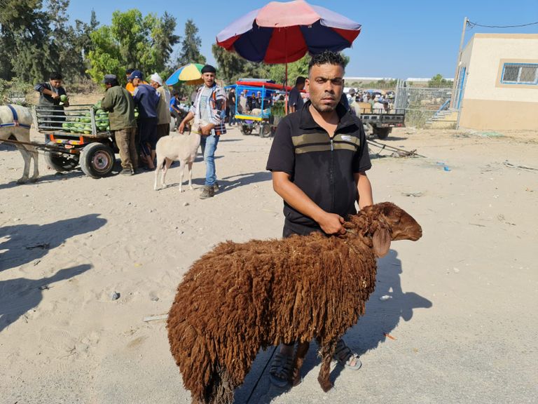 نشاط أسواق المواشي بغزة قبيل عيد الأضحى
