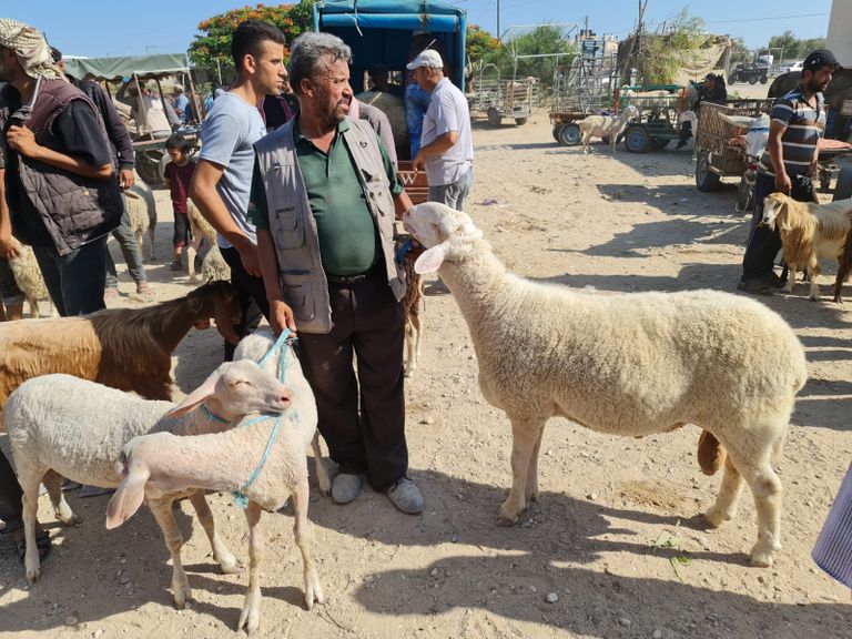 نشاط أسواق المواشي بغزة قبيل عيد الأضحى