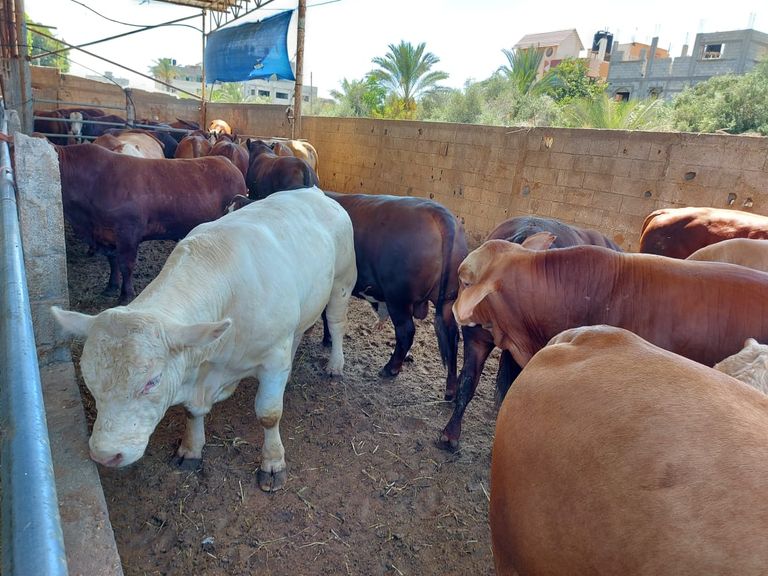 نشاط أسواق المواشي بغزة قبيل عيد الأضحى