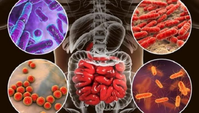 الميكروبيوم مجموعة كبيرة من البكتيريا في أمعاء الإنسان