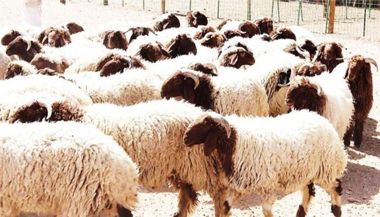 أغنام ترعى في إحدى المزارع