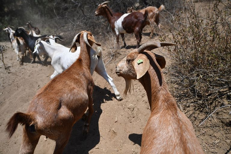 الماعز حليف غير متوقع للإطفائيين