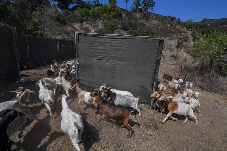 الماعز حليف غير متوقع للإطفائيين