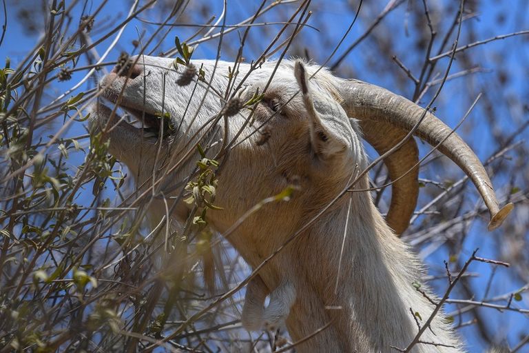 الماعز حليف غير متوقع للإطفائيين