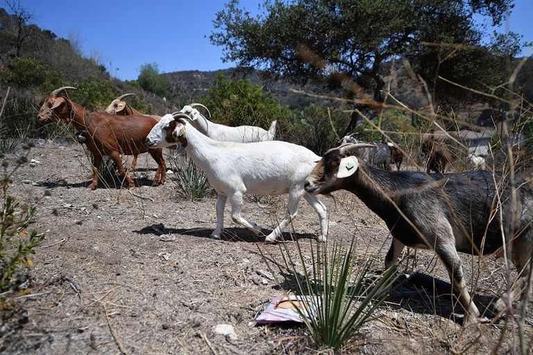 الماعز حليف غير متوقع للإطفائيين