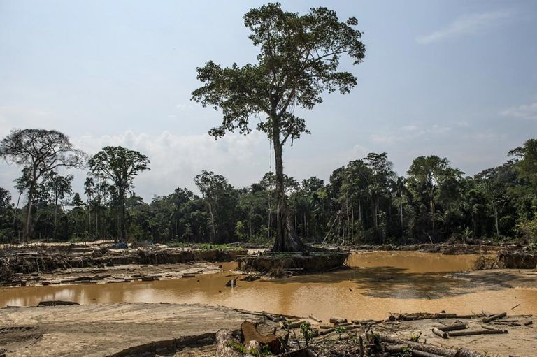 نتائج الدراسة كشفت تراجعا بنسبة 52 % في عمليات إزالة الأحراج سنة 2018