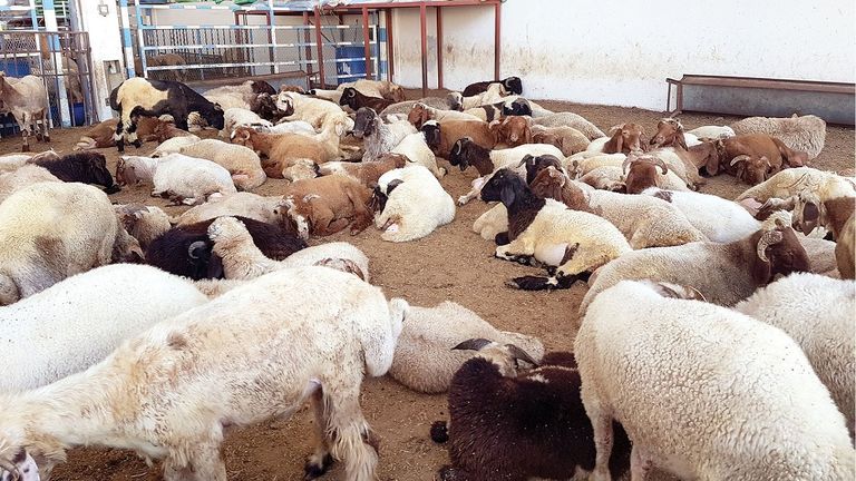 ثواب الأضحية