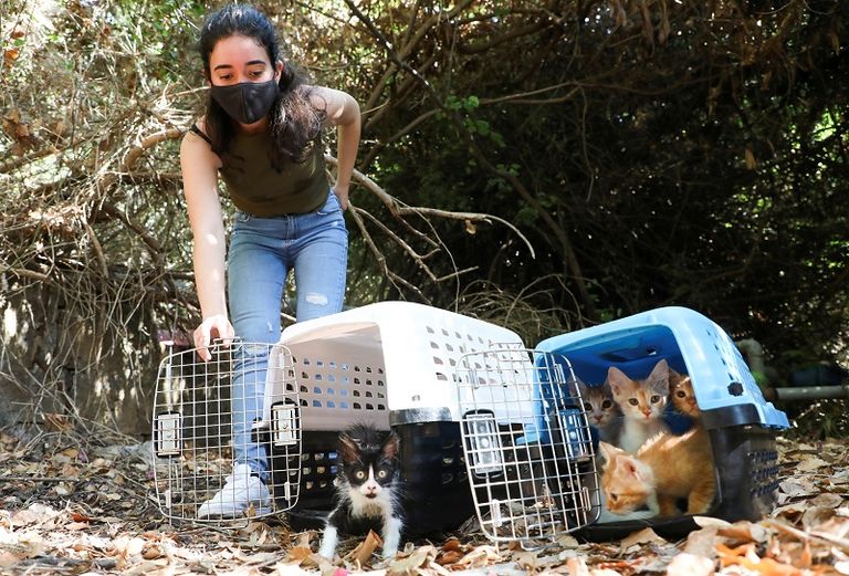 جنى الجردي تلعب مع القطط في الجامعة الأمريكية في بيروت