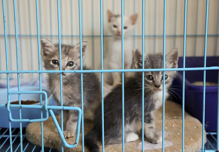 جنى الجردي تلعب مع القطط في الجامعة الأمريكية في بيروت