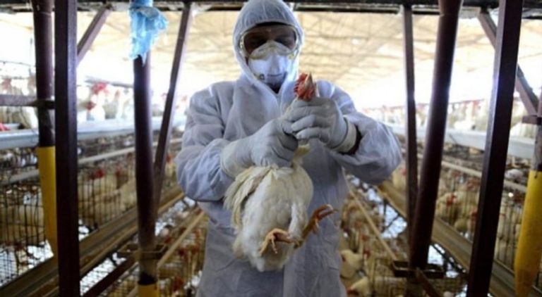 تسجيل حالة وفاة جديدة بسلالة H5N6