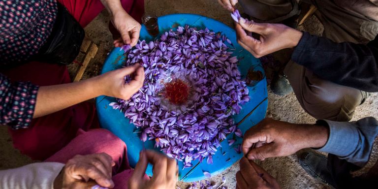 نسوة يقطفن أزهار الزعفران