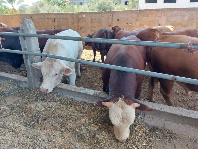 مزرعة عجول في غزة