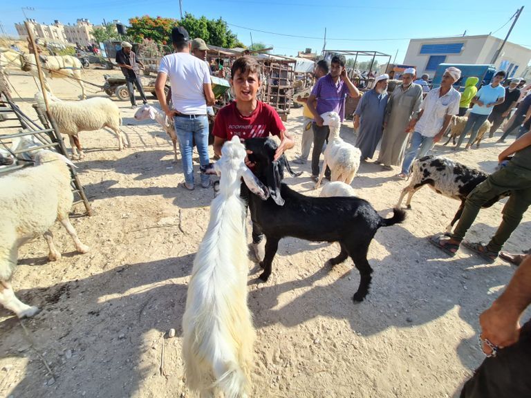 مزرعة عجول في غزة