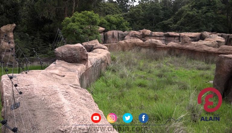 أسد بحديقة أديس للحيوانات